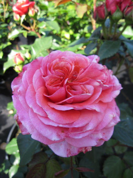 Nostalgie-Edelrose Mary Ann